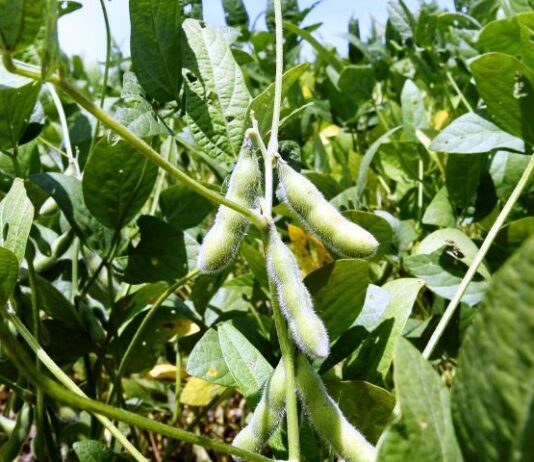 MS deve produzir neste ano mais de 70 milhões de toneladas de produtos agrícolas, alta de 10,5%