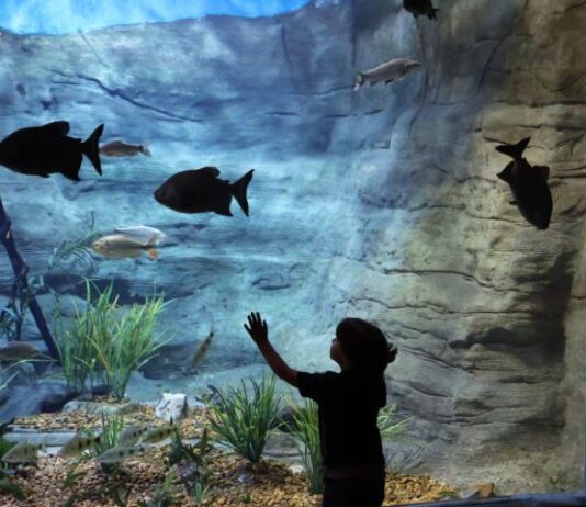 No Dia Mundial de Conscientização do Autismo, Bioparque realiza visitação inclusiva