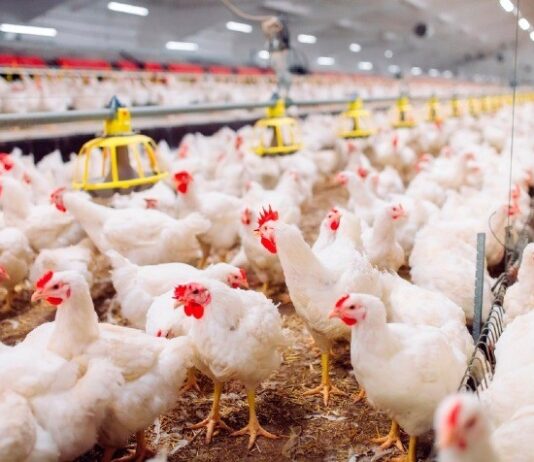 Brasil tem 4 casos suspeitos de gripe aviária em humanos