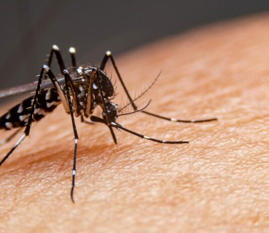 Fiocruz detecta dengue tipo 3 no Brasil após 15 anos sem epidemia