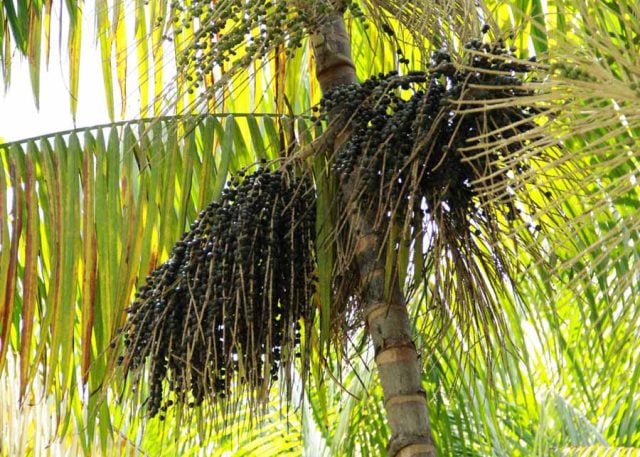 acai
