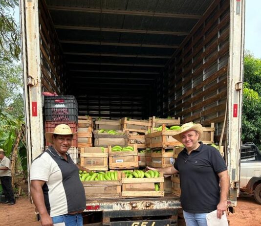 ITAQUIRAÍ: Prefeitura mantém apoio ao pequeno produtor e incentiva o cultivo da banana
