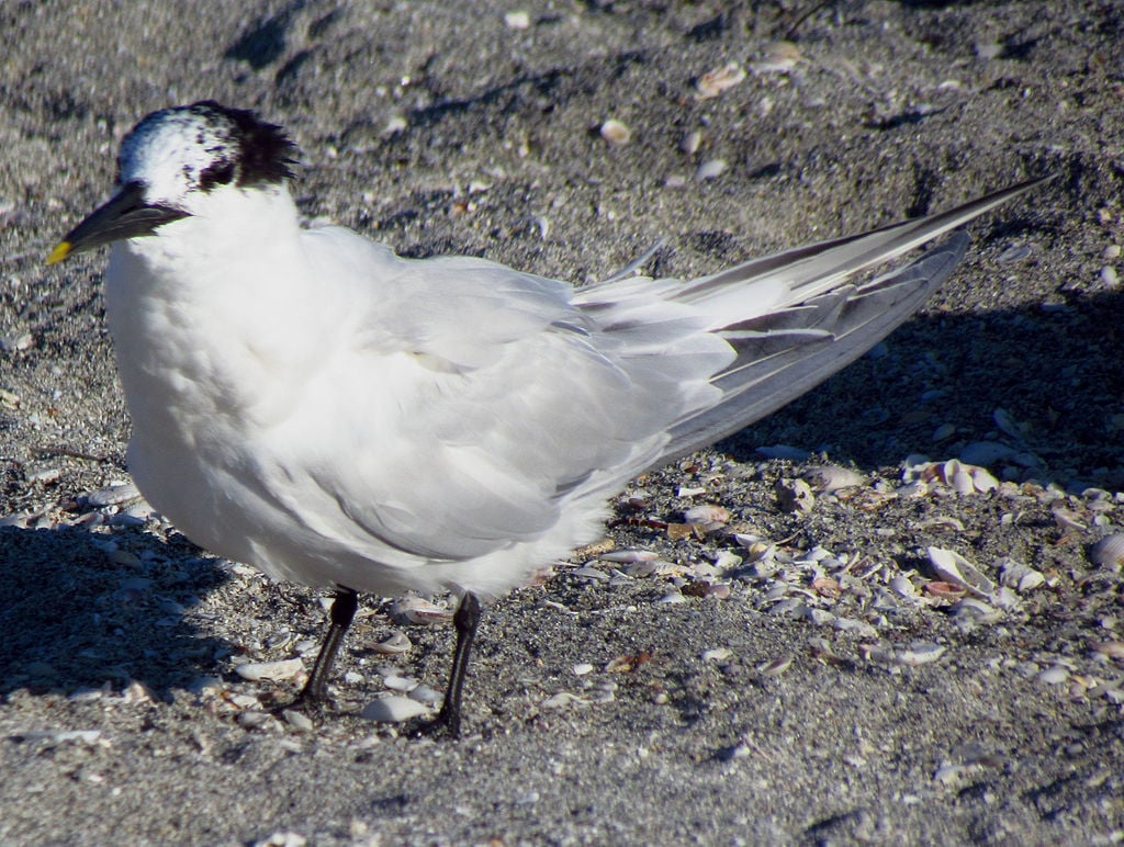 pombo