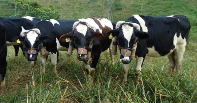 vaca leiteira