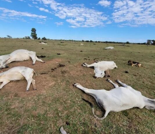 FRIO INTENSO: número de cabeças de gado mortas pelo frio sobe e ultrapassa 1,5 mil