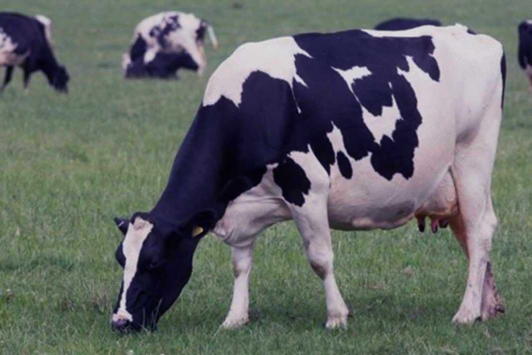 vaca leiteira 1