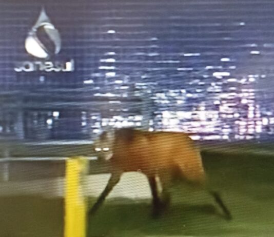 NAVIRAÍ: Lobo-guará é flagrado tranquilamente no centro da cidade; vídeo viraliza