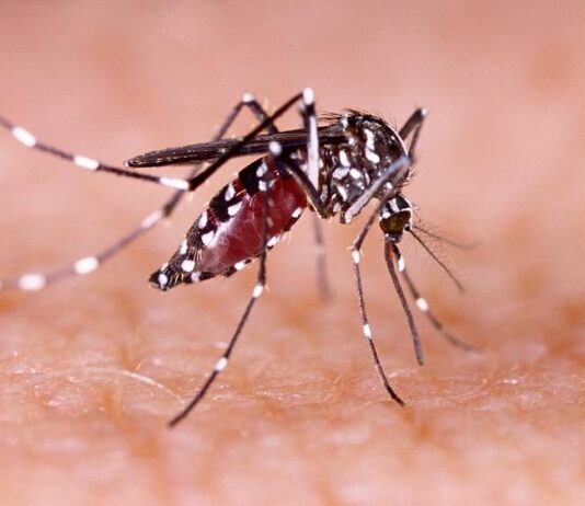 Notificações de zika vírus aumentam no país em relação a 2022