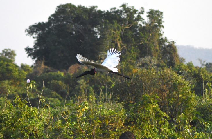 Pantanal-Tuiuiu-Foto-Bruno-Rezende-03-730x480