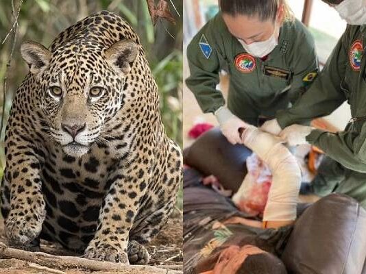 Peão luta contra onça-pintada e escapa por pouco no Pantanal, em Corumbá (MS)