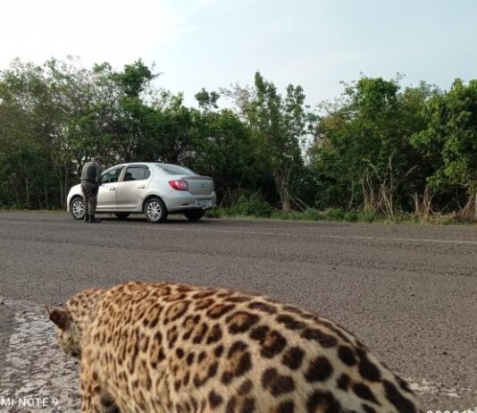 Polícia Militar Ambiental realiza barreiras educativas e reforça patrulhamento durante feriadão