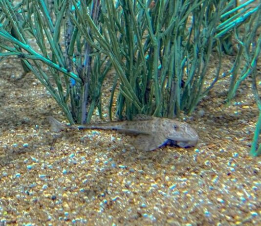 Peixe em extinção reproduz de forma inédita no mundo: espécie é atração no Bioparque Pantanal