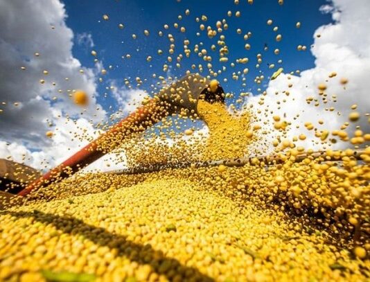 CAARAPÓ está entre as 10 cidades com maior produção agrícola do MS