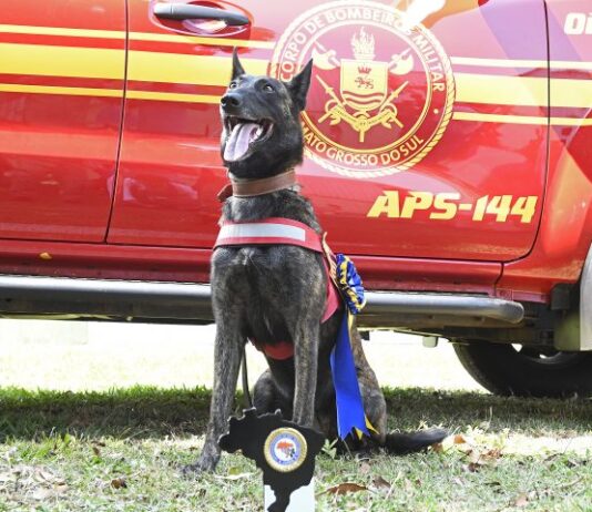 Com certificação nacional, cadela Laika do Corpo de Bombeiros de MS está apta para busca e resgate