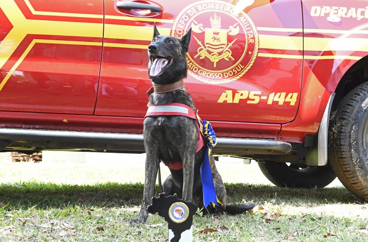 Caes-dos-Bombeiros-Foto-Bruno-Rezende-02-730x480