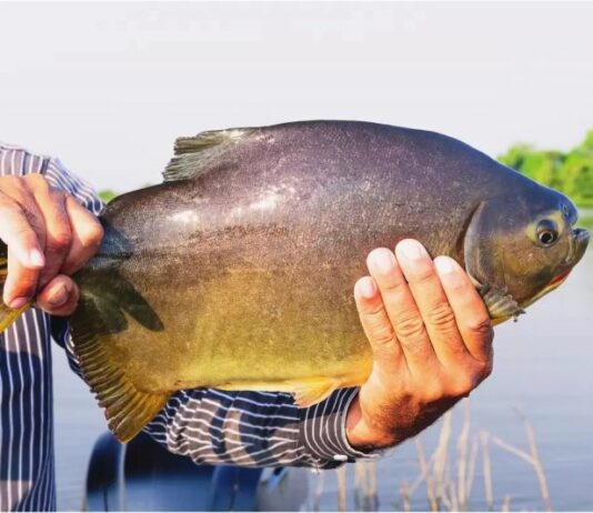 DOURADOS: Prefeitura libera pesca no Parque do Lago neste domingo