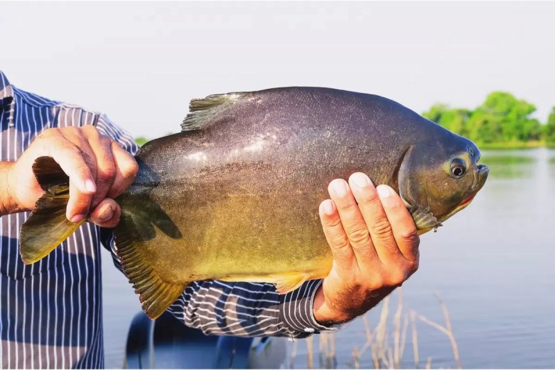Pacu-800x533