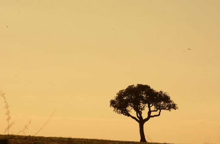 Tempo-Seco-AR1-730x480
