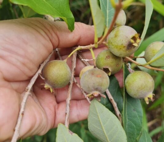 Fruto símbolo de MS, guavira é tema de seminário a ser realizado nesta semana