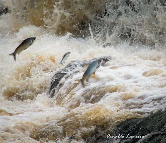 Pesca está proibida a partir de hoje em Mato Grosso do Sul: começa a Piracema