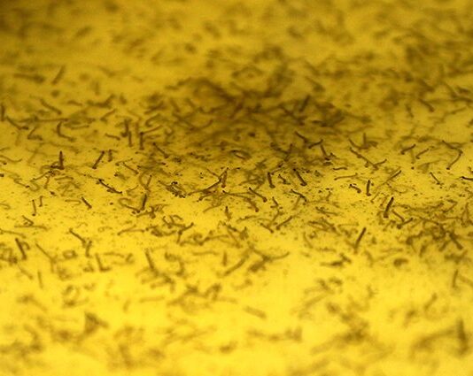 Casos de dengue crescem em MS e proliferação pode ser evitada com cuidados básicos