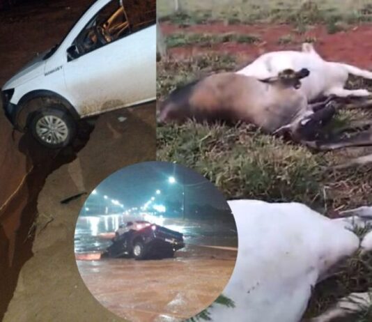 RIBAS DO R. PARDO: raio atinge propriedade rural e mata 12 vacas prenhas em cidade de MS