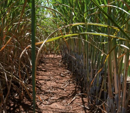 Usinas de etanol batem recorde de produção com apoio do Governo aos biocombustíveis