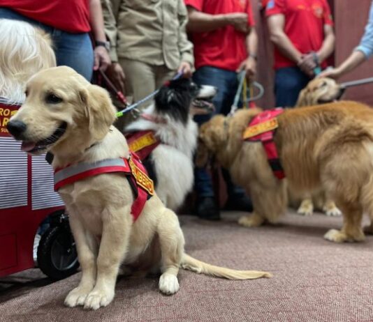 Na vanguarda, MS agora tem programa de castração e 1º plano para defesa e proteção da vida animal