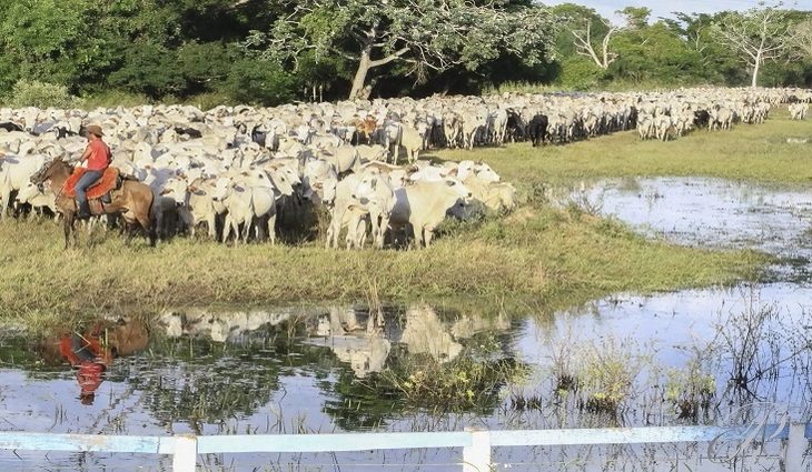 Rebanho-bovino-Pantanal-foto-Edemir-Rodrigues-768x425-730x425