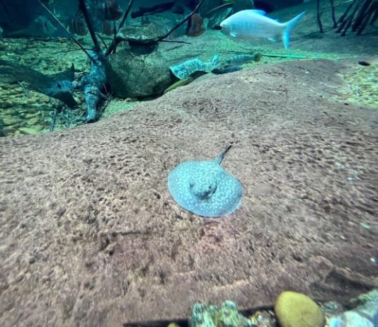 CAMPO GRADE: Bioparque Pantanal registra mais um nascimento de arraias e família cresce