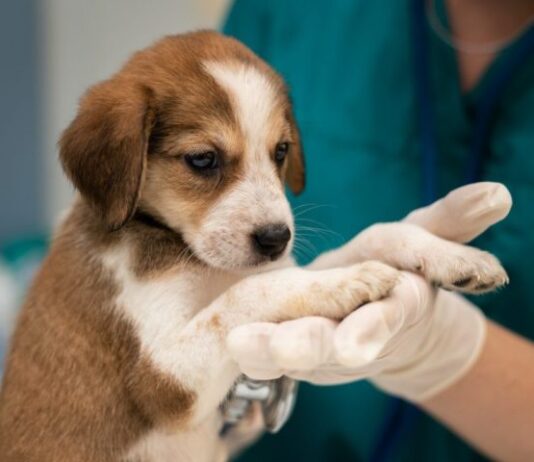 INÉDITO: Governo lança amanhã a Caravana da Castração através do programa MS Vida Animal