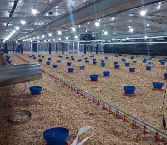 Frango Vida: incentivo à avicultura de MS garante mais de R$ 35 milhões aos produtores e ânimo ao setor