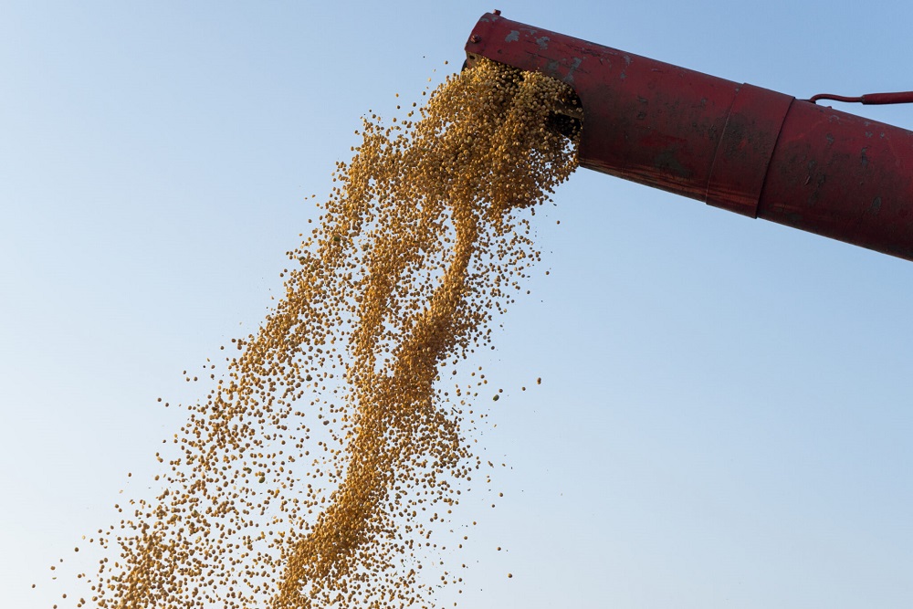 Corn harvest. Combine unloading corn seeds after harvest.