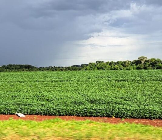 SOJICULTURA: prazo para cadastro de áreas para o plantio encerra em 31 de janeiro em MS