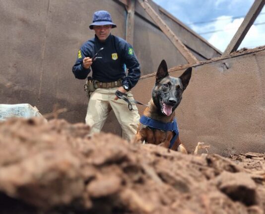 Com auxílio de cães farejadores PRF apreende 283 Kg de maconha na BR-262