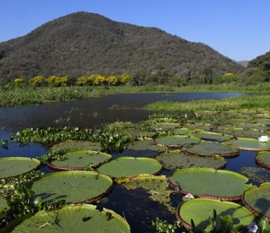 Lei do Pantanal entra em vigor, governo foca na fiscalização e decreto traz primeiras regulamentações