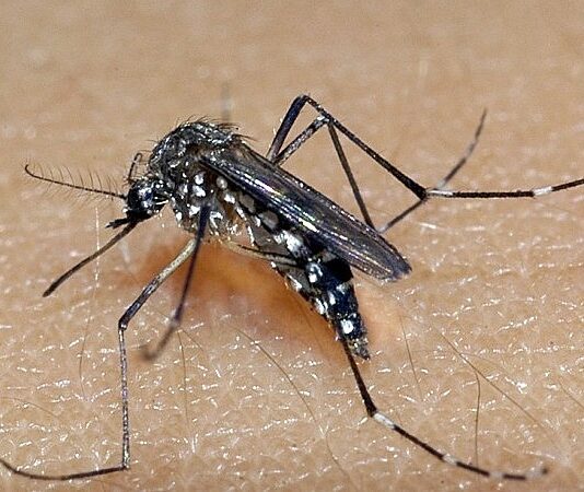 EPIDEMIA: DF registra 38 mortes, notifica 81.408 casos prováveis de dengue e lidera ranking no país