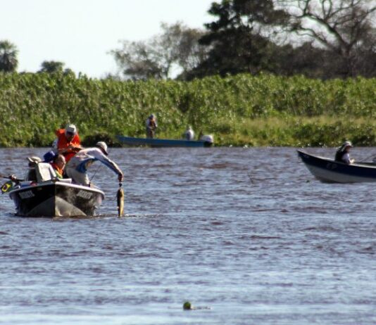 A partir desta quinta, modalidade ‘pesque e solte’ está liberada nos rios Paraguai e Paraná