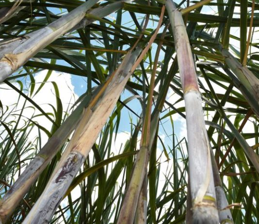 FORÇA DO AGRO: com apoio do Governo do Estado, MS bate recorde na produção de cana com 50,5 milhões de toneladas