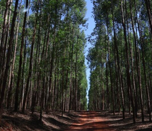 VALE DA CELULOSE: protagonismo da indústria agroflorestal de MS repercurte e é destaque nacional