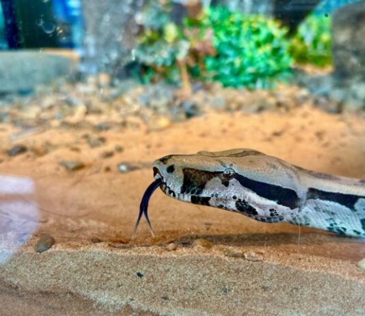 Embaixadora da conscientização ambiental no Bioparque, jiboia é apresentada ao público