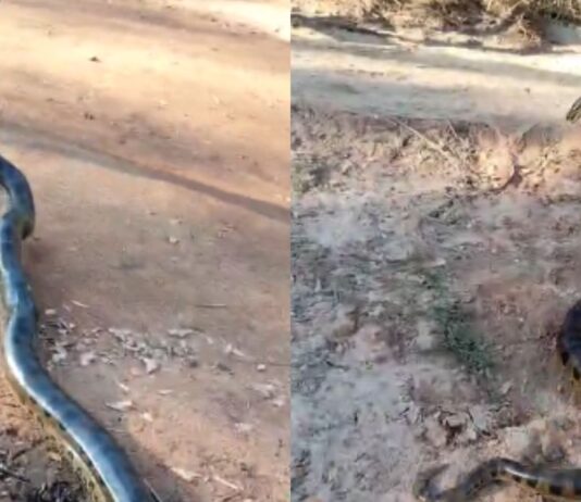 VÍDEO: repercute no Brasil sucuri de quase 3m ser arrastada por homem em Itaquiraí; acusado foi multado em R$ 2,5 mil