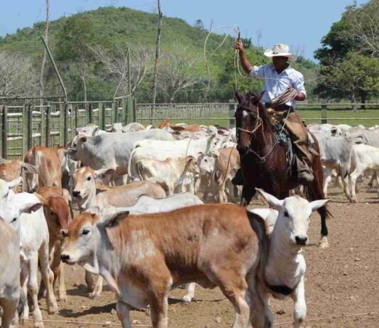 Salário Rural recebe reajuste de 7.23% e valor do base chega a R$ 1.800 para peão e cozinheira