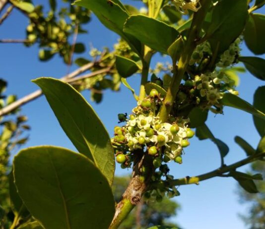 Agraer vai comprar de 60 mil mudas de erva-mate para distribuir a pequenos produtores de MS