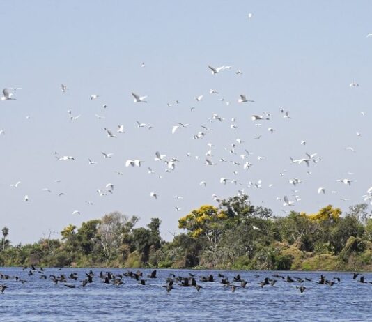 PANTANAL: Governo de MS e Consulado Geral dos EUA se unem para proteção do bioma no Dia Mundial do Meio Ambiente
