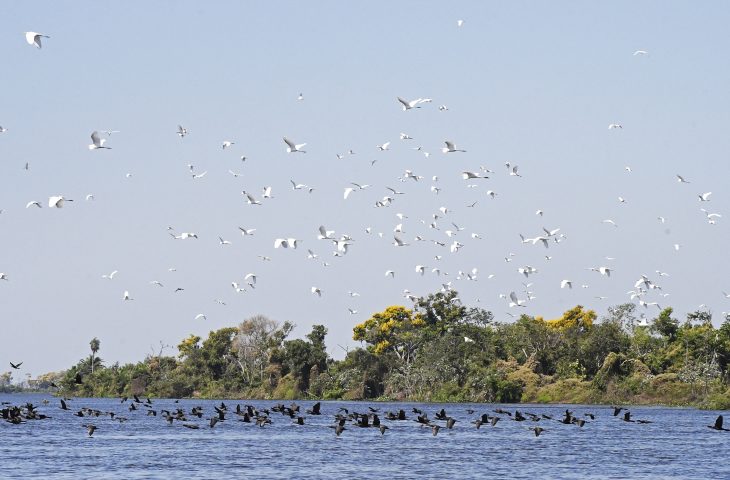 Pantanal-Foto-Bruno-Rezende-19-730x480