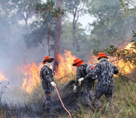 Sob coordenação dos bombeiros de MS, Força Nacional atua no combate ao fogo no Pantanal