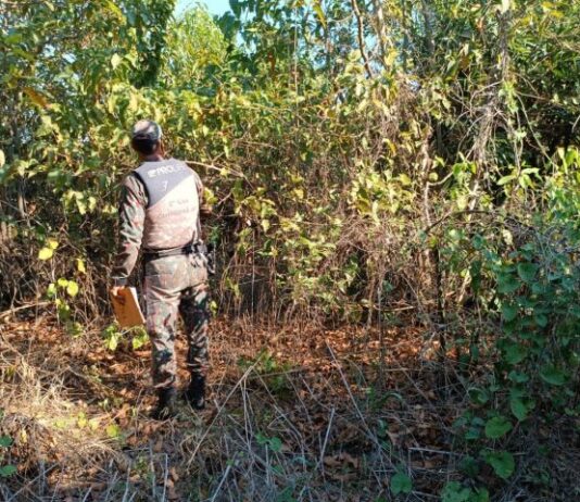 Governo de MS e Ministério Público apuram causas de incêndios no Pantanal em ação conjunta