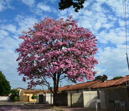 Beba água: Inmet coloca 58 cidades de MS em alerta por baixa umidade