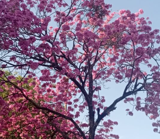 Mato Grosso do Sul tem previsão de sol e baixa umidade relativa do ar nesta quarta-feira